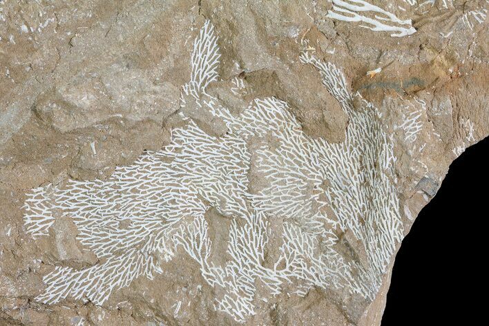 Ordovician Bryozoan (Chasmatopora) Plate - Estonia #73502